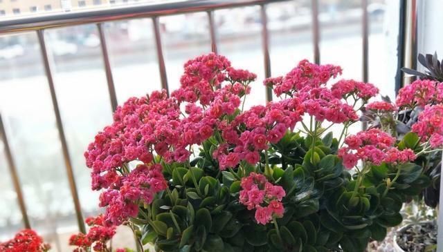 5月养长寿花,注意3个养护技巧,还能再开几茬花,叶大花更美