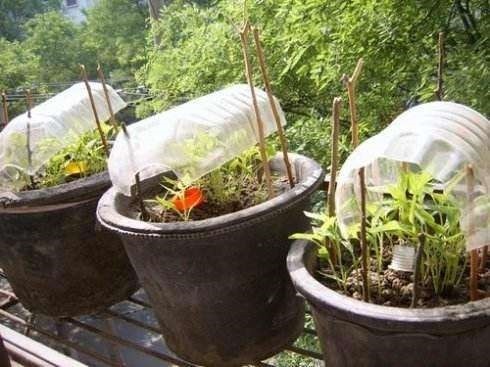 油桶|废弃的油桶别再扔了,简单处理一下,简直就是养花“神器”!