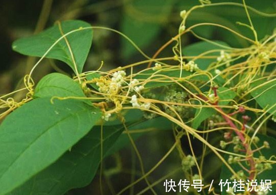成骨细胞|菟丝子作为一种中药材，功效作用竟然有十多种不止！在乡下到处有