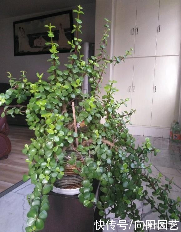 高价买的金枝玉叶，每天都在掉叶子，打眼一看是药锦，赔大了