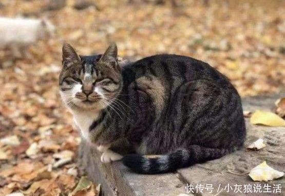 答案|中国人为何不吃猫肉?原来李时珍早就告诉我们答案,古人试过