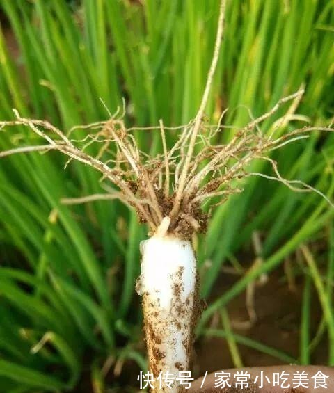 蔬菜|4种菜根不要扔 丢进花盆浇点水 半月又能长出一盆新蔬菜!