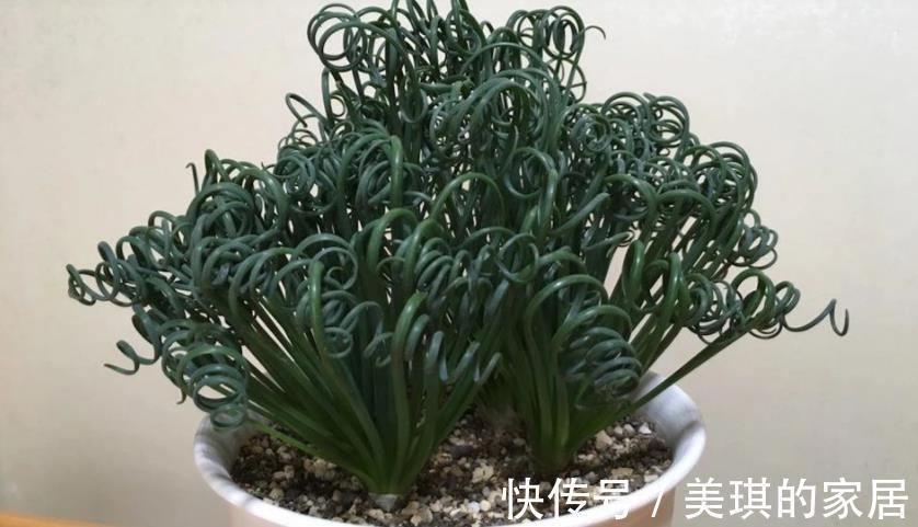 养分|这款草正常叶子如弹簧,变直了反而是一种“病”,该趁早治