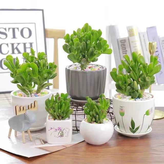 吉祥|8种“丑花”,个个都有好兆头,家里养几盆,镇宅吉祥,越养越爱