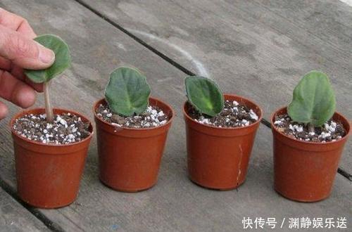 紫罗兰|家里有着6种花赚了!自己在家扦插,不花钱轻松变出好几盆