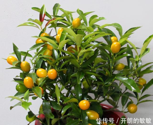 客厅|适合养在客厅的2种花,越养越“值钱”,您家养了吗