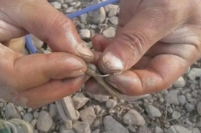 秋天变冷,黑鱼就不吃饵了?按我说的做,黑鱼连杆上!