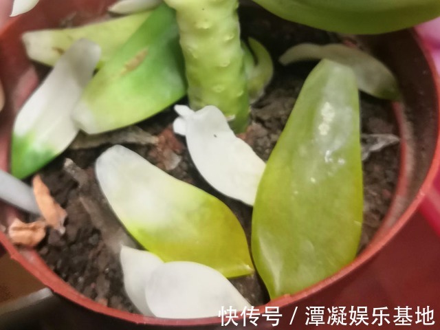 6种花淋雨就会“烂”，下雨最好放屋里，别忽视