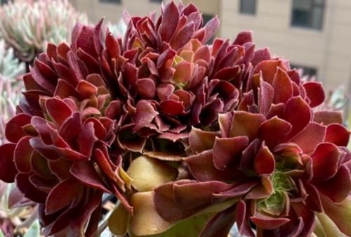 多肉黑法师和紫羊绒都是法师系的基础品种，但后者的颜值明显更高