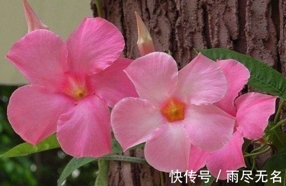 石竹花|几种花一年开花不断,开起花来拦不住,美不胜收,你养了吗