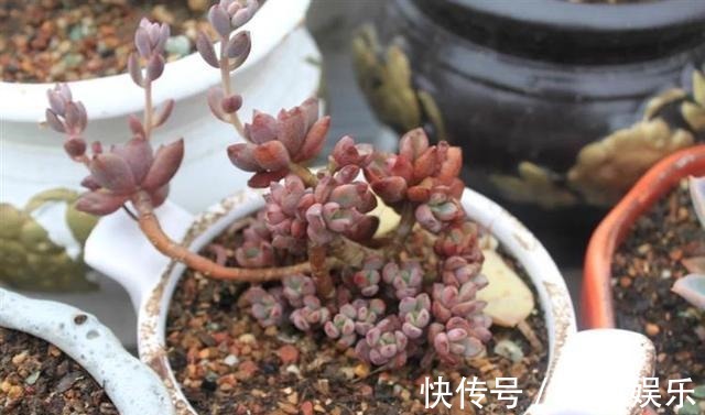 浇水|多肉疯狂爆侧芽这样浇水让它胖成“球”!新手涨姿势了