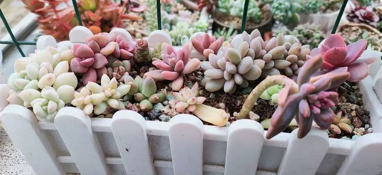 爱自己、爱家人、爱生活、爱多肉,因为有爱我便无惧风浪!