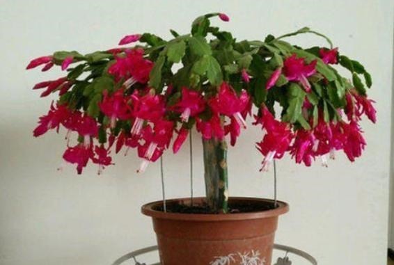 仙人掌嫁接蟹爪兰,一根牙签就搞定,新手也能行,花开爆满枝