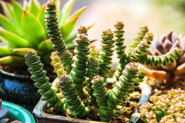 钱串景天、星乙女,多肉里的吉祥物,好看好养,还能招财!