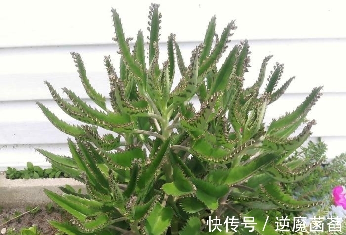 多肉中的不死鸟,超大型的落地生根,一盆能繁殖一屋子