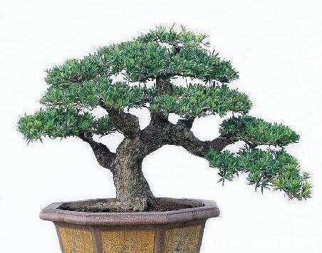 家中千万不要摆这些绿植,对身体不仅没有帮助,还会起反作用