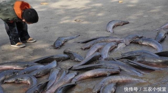 最脏|它是全球最脏的鱼, 亩产量就高达2.5吨, 但是却无人敢吃