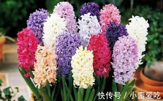 意义|花朵也有不同的意义，世界上的美丽花朵，大自然的惊艳之作