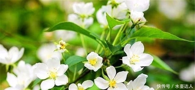 养殖|新买茉莉花猛掉花苞?赶快去做好这3点,新叶长得快,花开得多