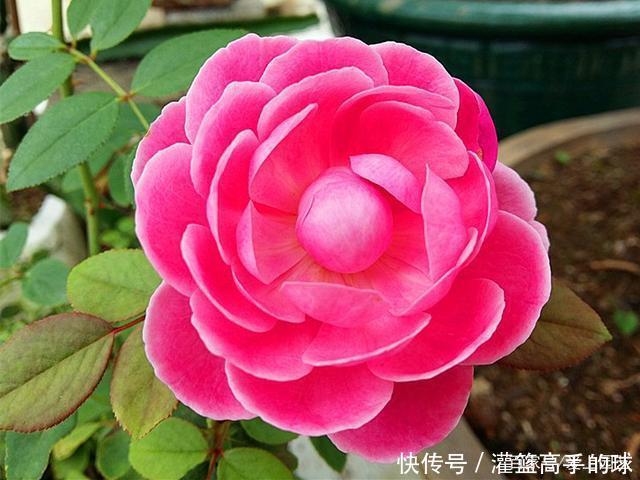 几款又香又可爱的萌系月季,萌化你的少女心不夸张