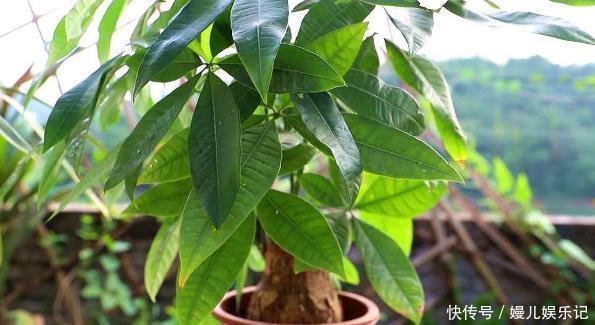 厕所|家里养这10样植物,摆放位置得讲究点,不然一盆都留不住