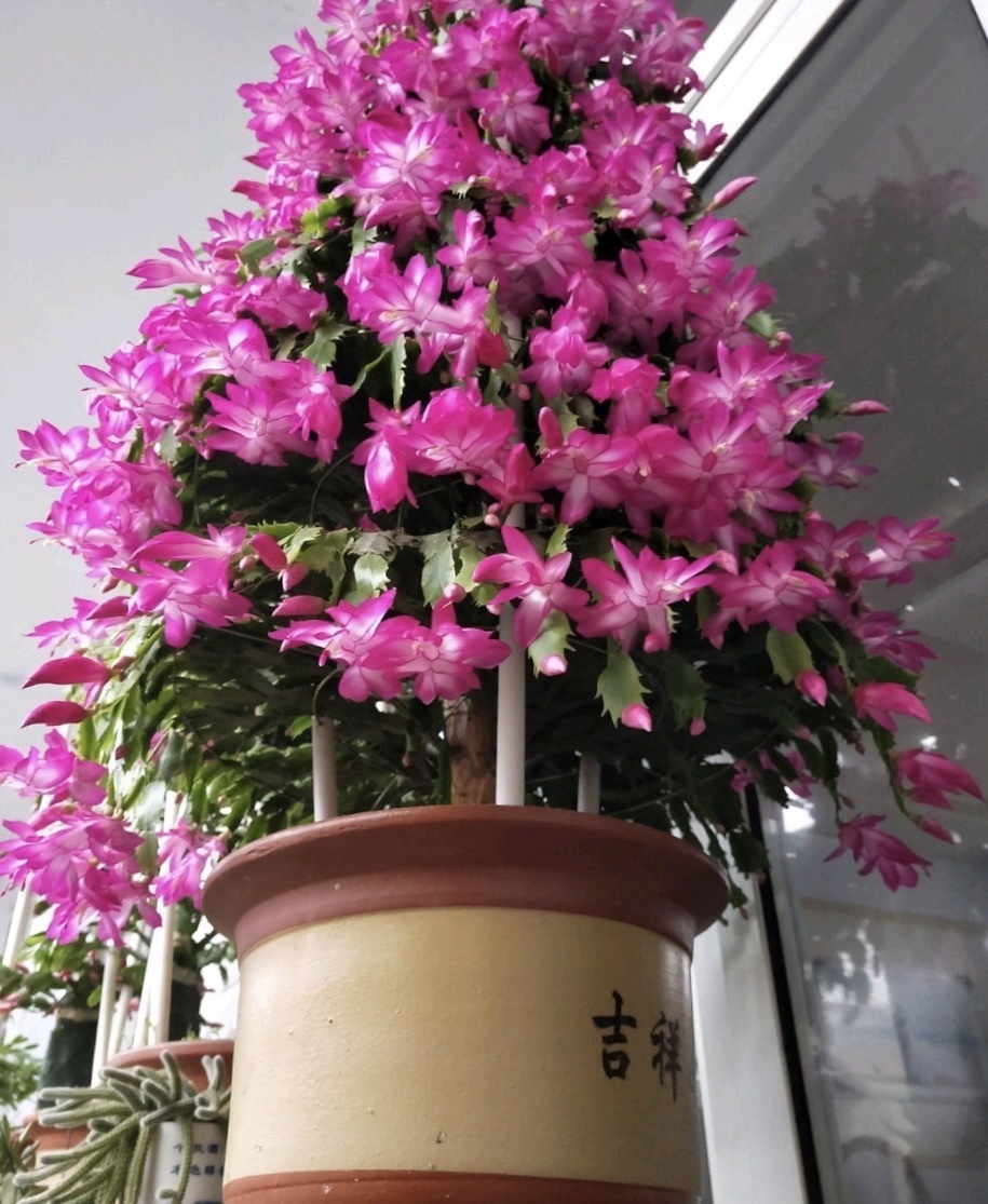 养护|他养的蟹爪兰,一次开花200朵,鲜艳无比,秘诀只用“2种肥料”