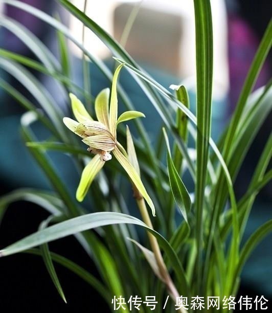 肥效|兰花盆土加点“万能肥料”,用对方法,可能真的10年不需要施肥