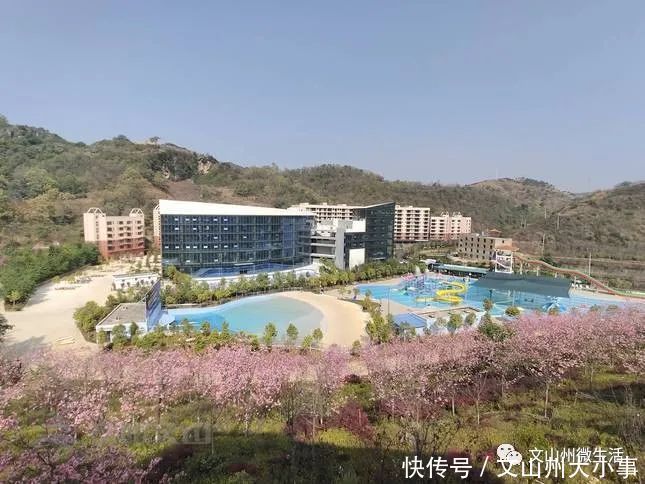 不用去日本!文山这里樱花烂漫!