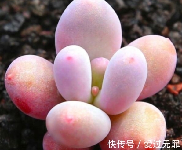 深秋的多肉桃美人怎么养,学会4个方法,叶片变得粉红粉红的