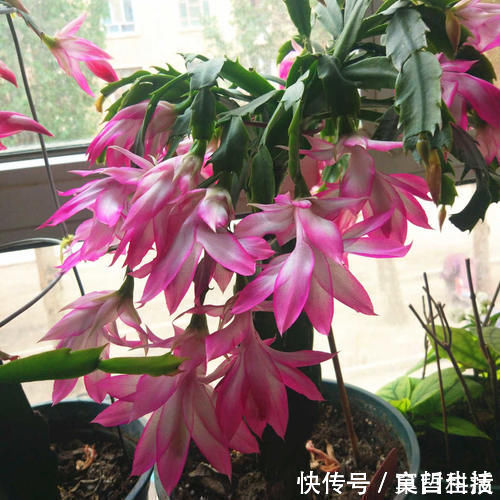 木炭|蟹爪兰烂根了，不用嫁接，盆里放2样东西，10年不烂根