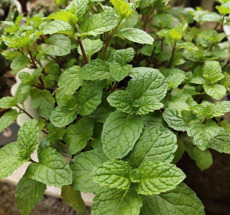 1盆薄荷提神醒脑,揪片叶子还能吃,性价比超高
