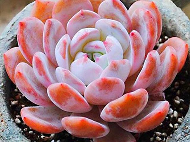 多肉|3种橙色多肉,各自用对养护方法,出状态后如阳光般灿烂明媚