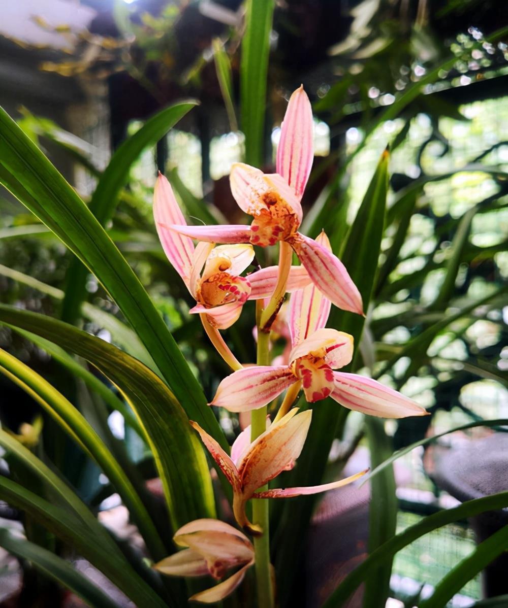 浇水|兰花浇水要区别对待,保证水质好的同时还要根据季节调整浇水量
