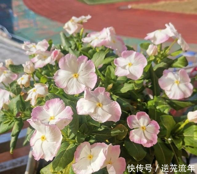 这4种花是“开花机器”,便宜又好养,适合阳台栽!