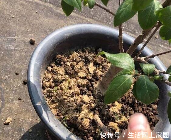 大妈把吸管筷子插花盆,解决了养花人的“2大难题”,朋友都效仿!