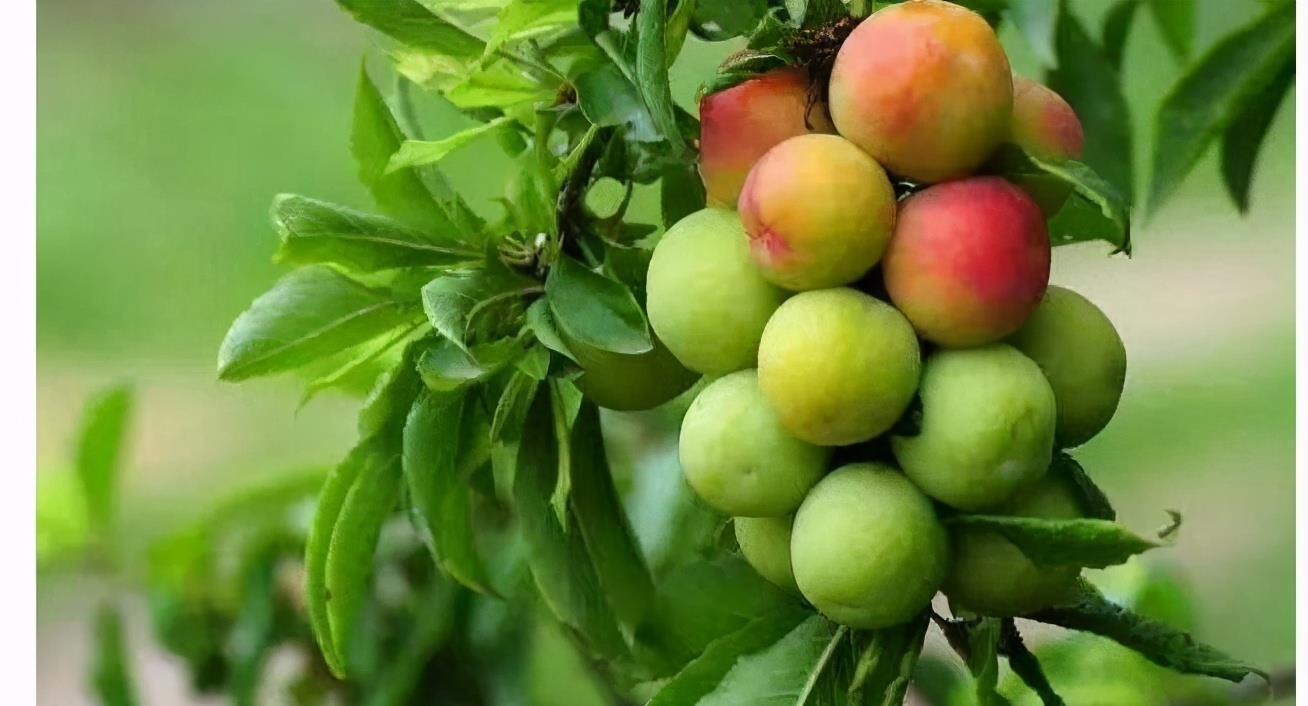 毒素|人到中年要会吃,坚持吃3种食物,降压减脂,排毒素,增强抵抗力