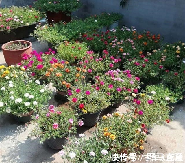 枝条|有院子一定要养“2种”花,剪1根枝条“沾土就活”,变成小花园!