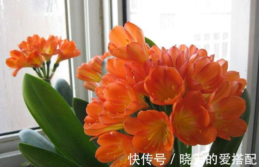 10月过后，君子兰有“3怕”，及时避开才能早开花、叶油绿