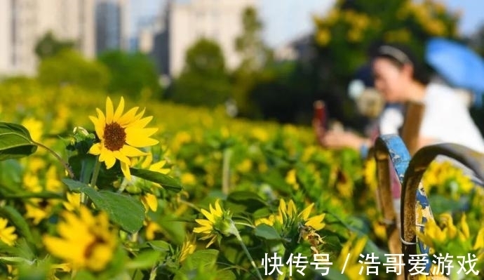 粉黛|惊艳！花海金灿无垠、粉黛如梦如幻，蜀山秋日美景“上新”