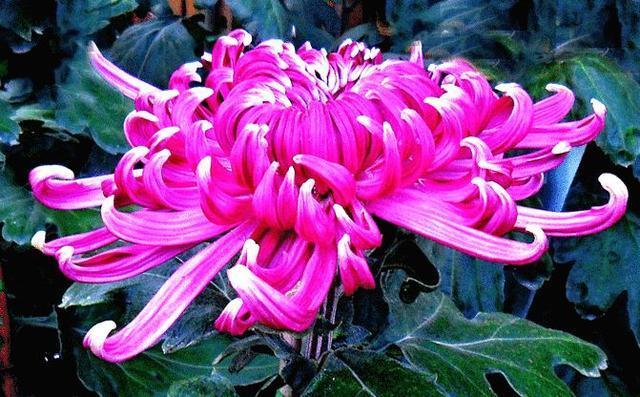 喜欢菊花，不如养盆“珍稀名菊”紫琅新秀，开花爆成花海，美极了