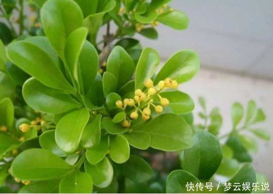 养花|开花最香的4种花,家里养一盆,花朵迷人,阵阵花香,花朵大