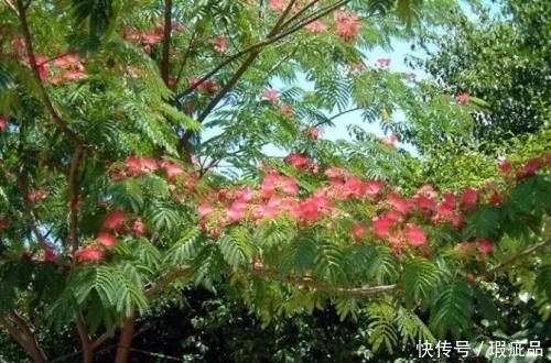 栽培|农村常见的树木,有镇静、安神的作用,很多地区开始大量栽培