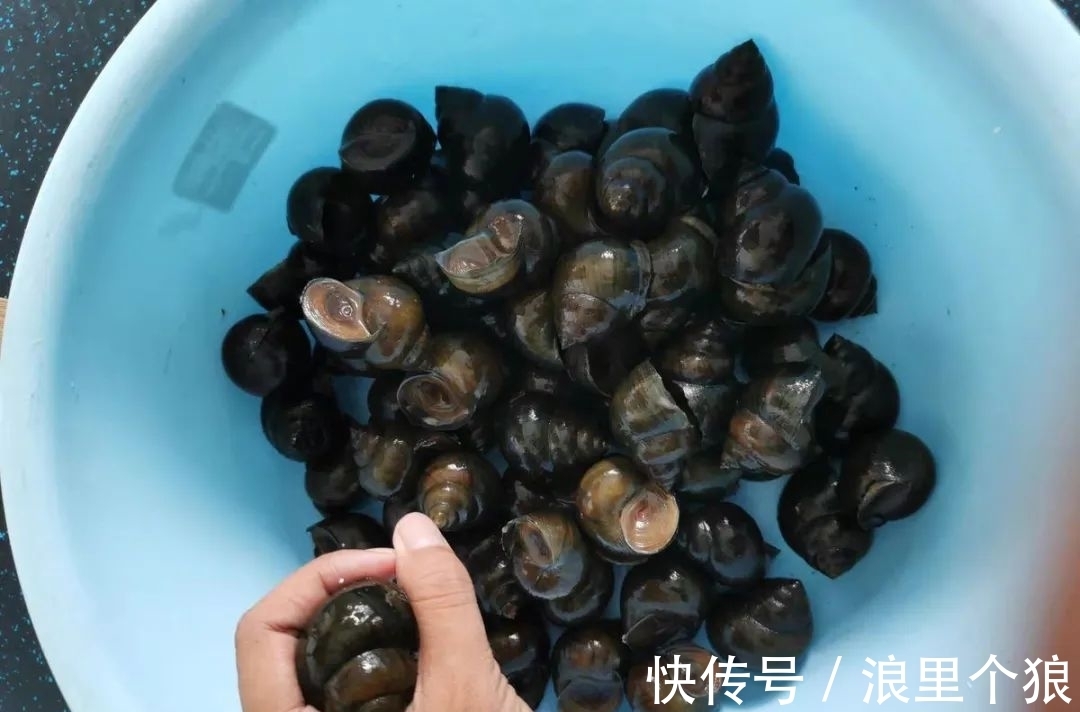 黄辣丁|钓野生大鲤鱼的“秘密饵料”，说出来你可能不信，但真的有效！