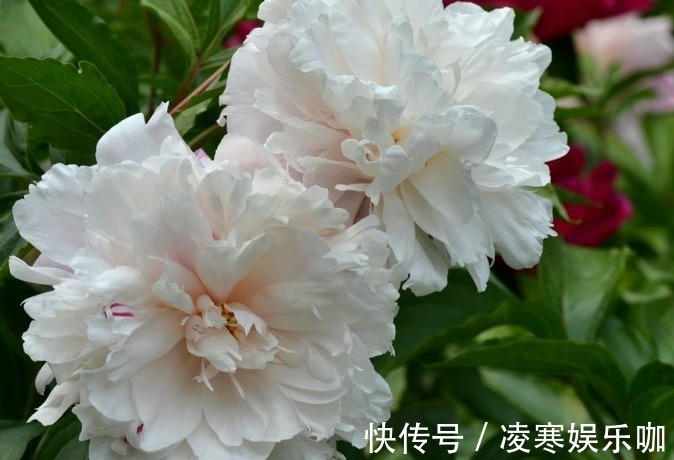 生肖|夫妻是以下三对生肖组合的,吵不散情谊,分不开的幸福