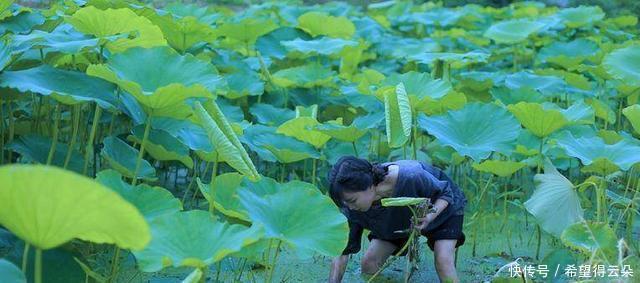 藕粉|李子柒还原坚果藕粉制作过程,从荷塘采藕开始
