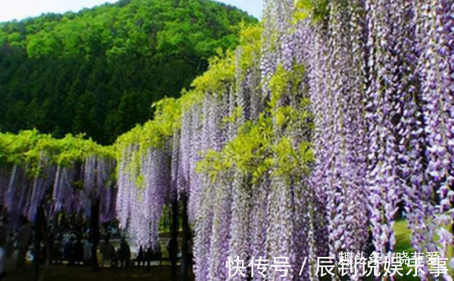 3种“爬墙”植物，种在院子里，就是天然“背景墙”，漂亮又好养