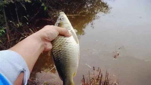 冬季最管用的开饵水,新钓友学会这几种,鱼获直接翻倍