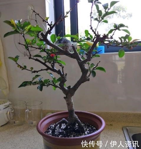一种花叫“木瓜”,耐寒好养,开花漂亮,春季开满枝,比玫瑰美