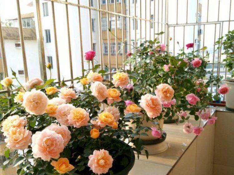 4种花仙气飘飘,迷人的花朵,花大多又艳,开花就停不下来