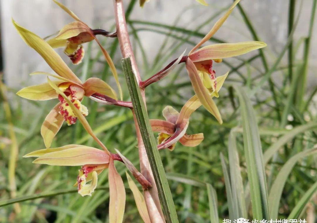 新手种植兰花,最容易犯的6大错,每一条都会影响兰花长势